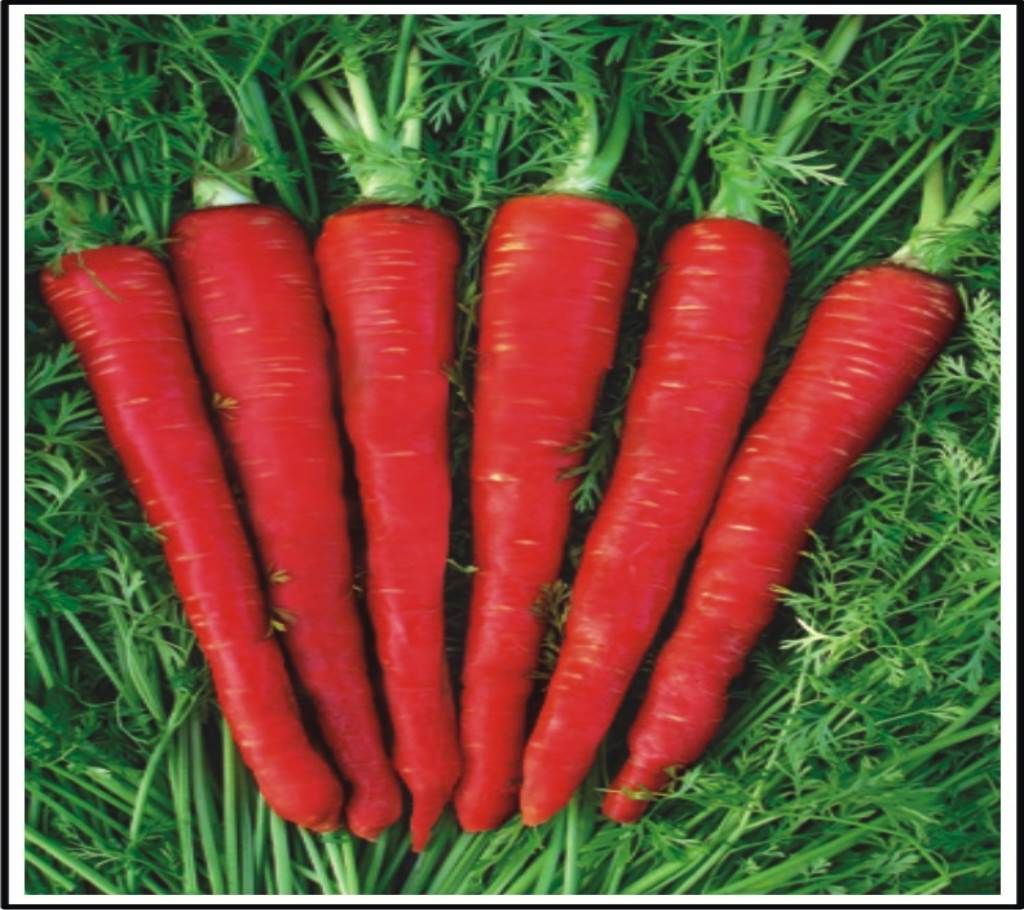 Carrot Dark Red Seed - 1 Pack