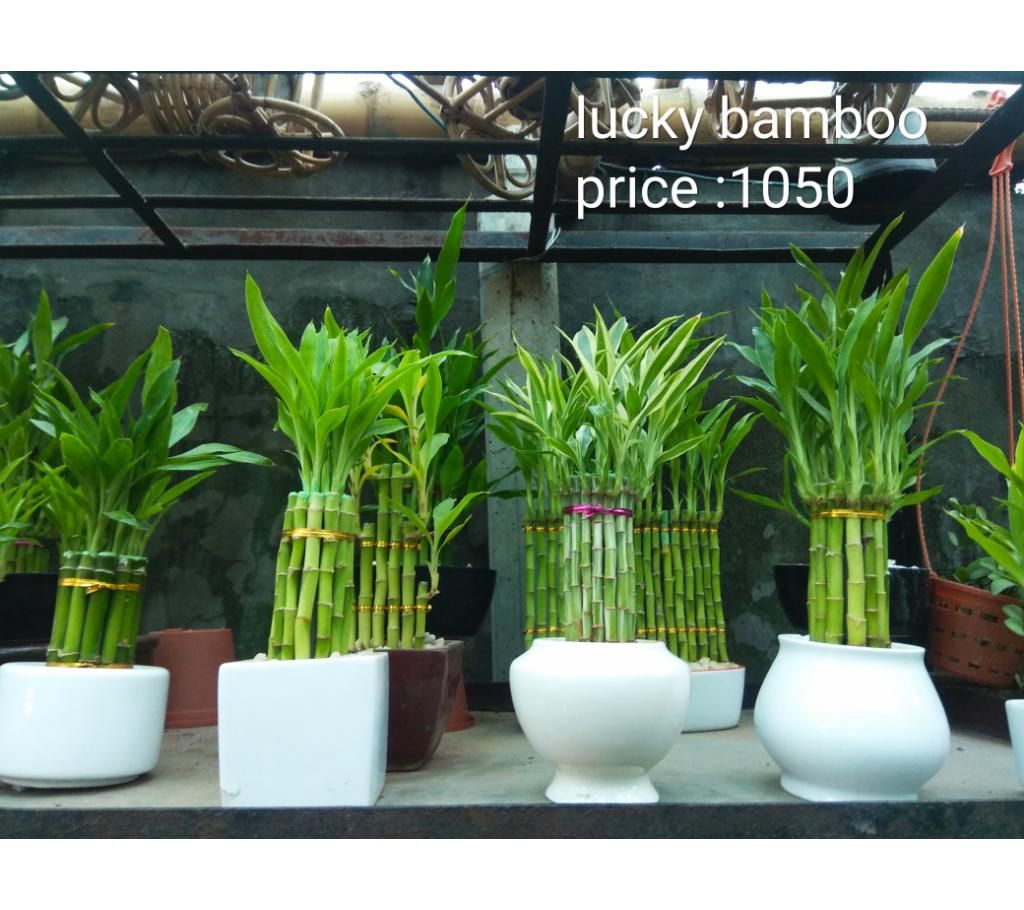 Lucky bamboo