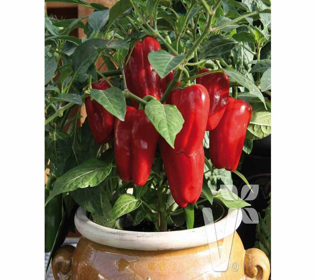 Sweet Capsicam Pepper (Seed)