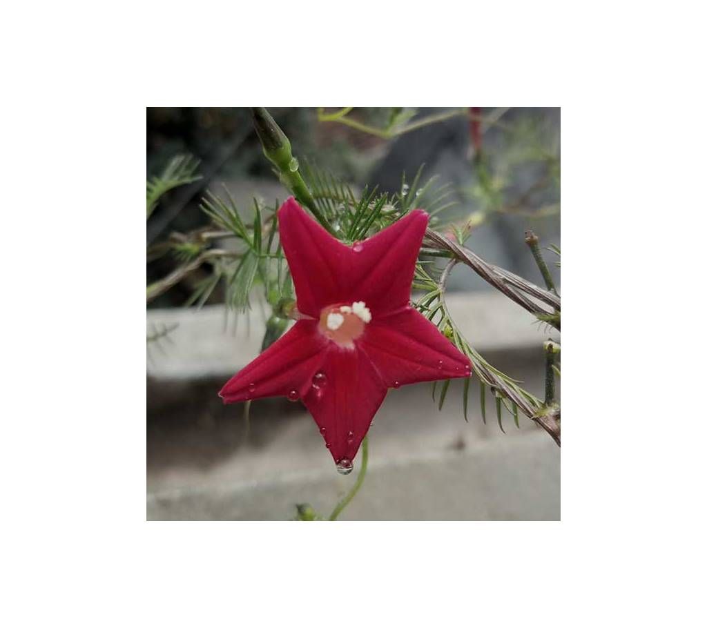 Kunjo Flower Seed