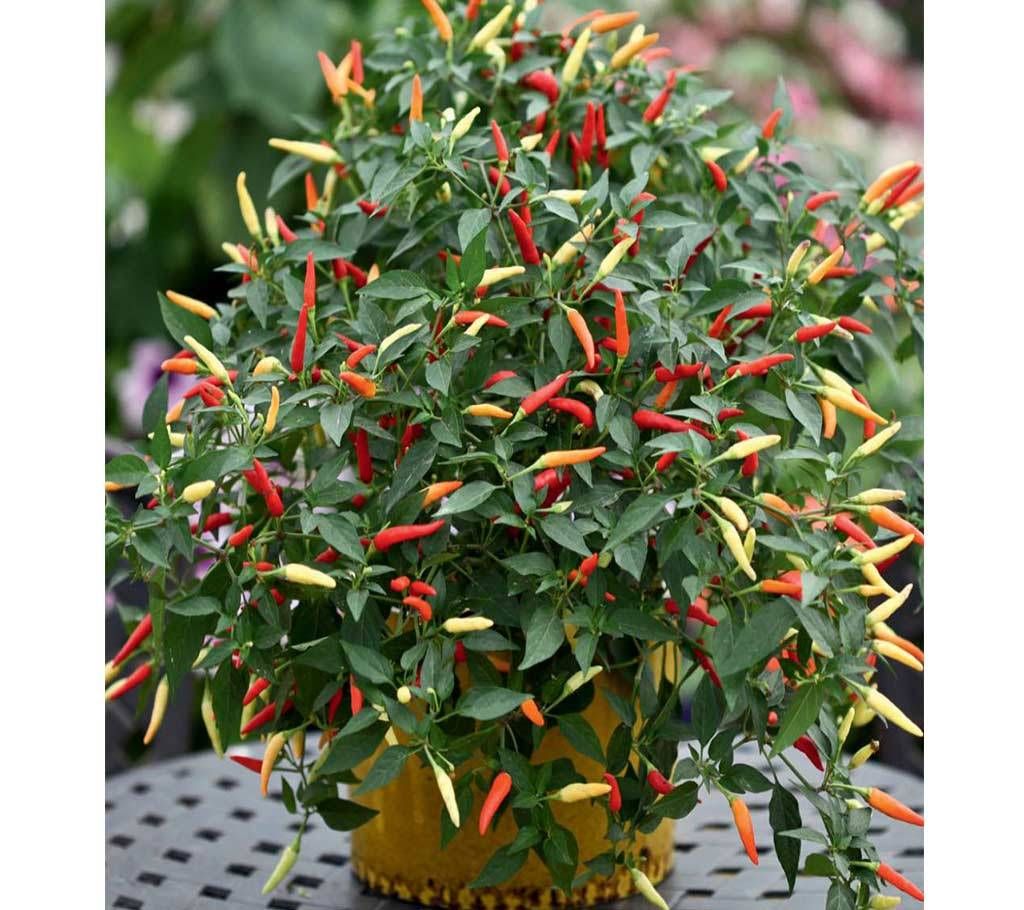 Mini Cherry Chili (30 piece seed)