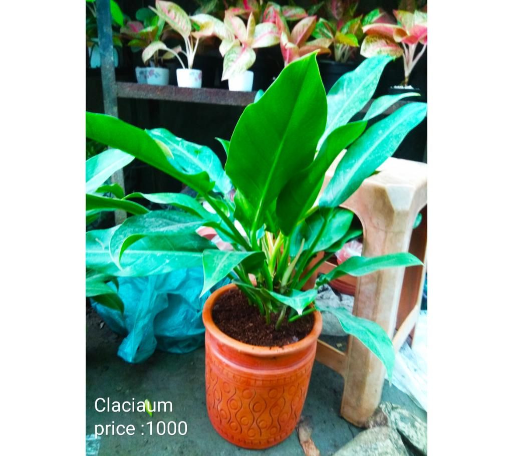 Claciam