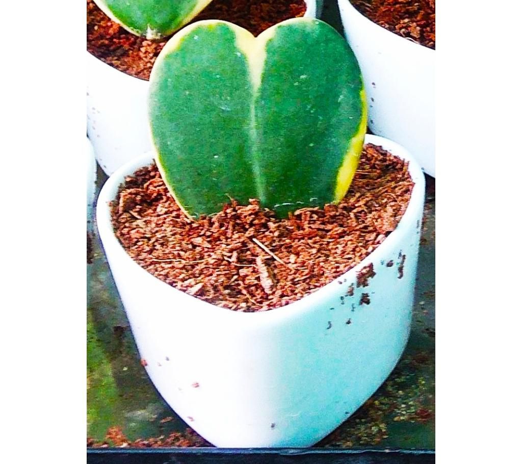 Love Cactus Tree 