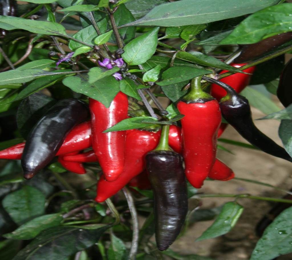 F1 Chilli Corno Di Toro Seed - 40 Pcs
