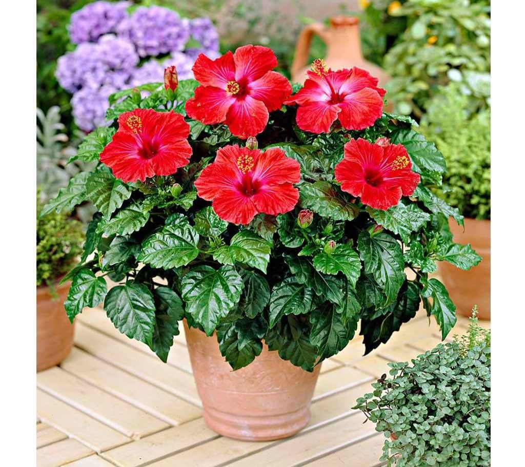 Giant Hibiscus Bonsai Plant (30 pieces seed)