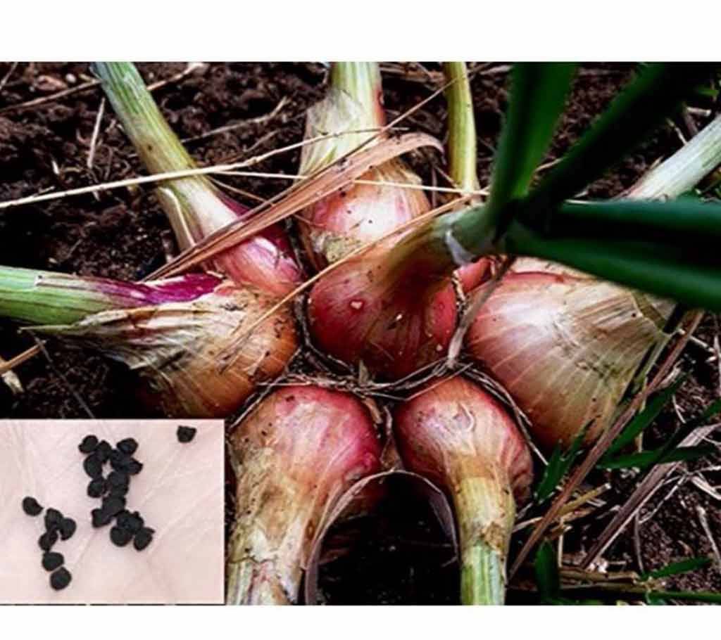 100 Pcs Seeds of Hybrid Small Onion  Shallots Sowing Growing