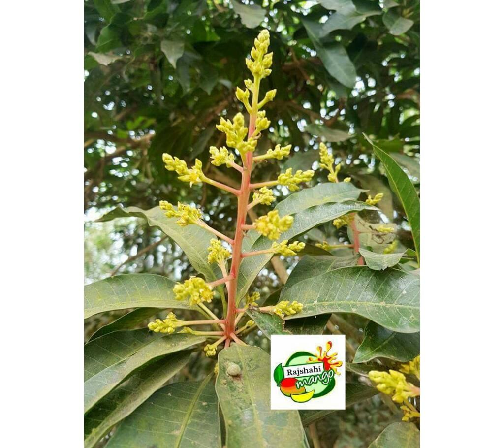 mango tree