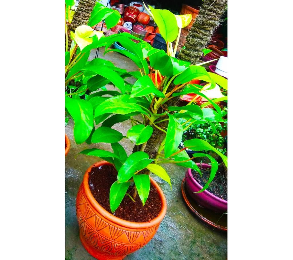 Indoor Plant with Tub 