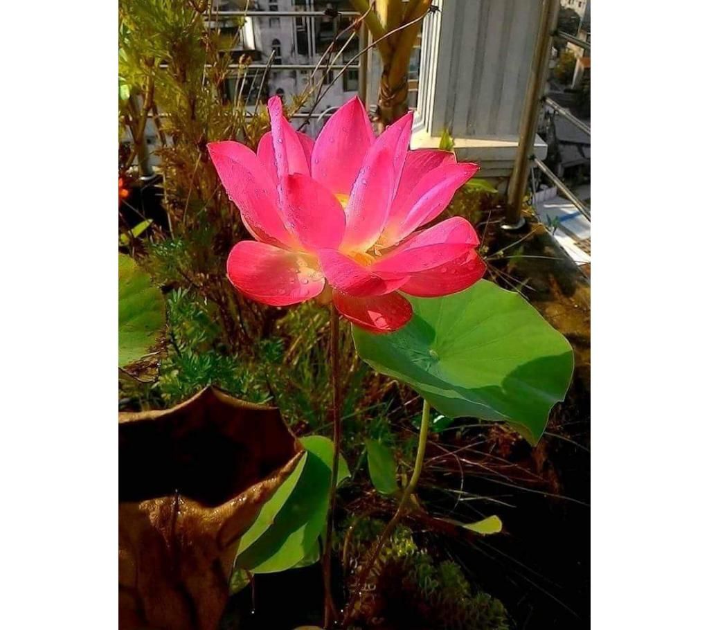 Thai Lotus