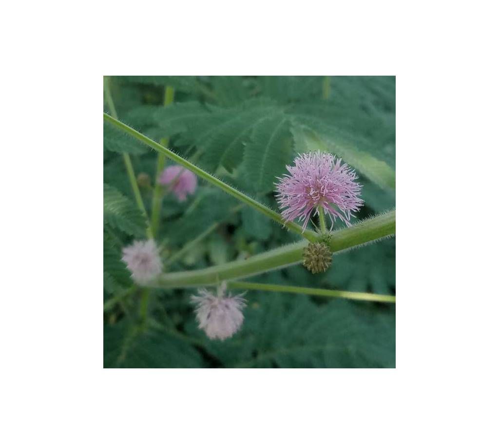 Lojjaboti Flower Seed