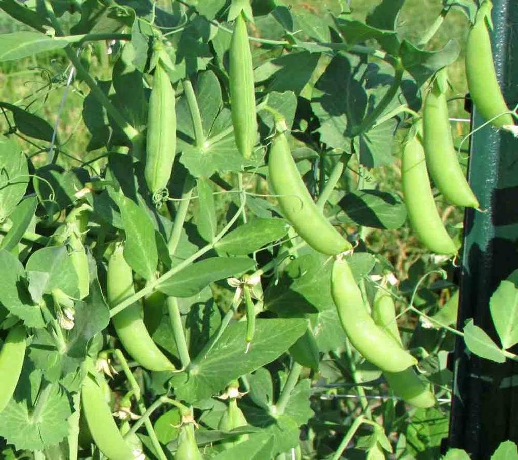 Peas Hybrid AK-i10 Seed - 1 Pack