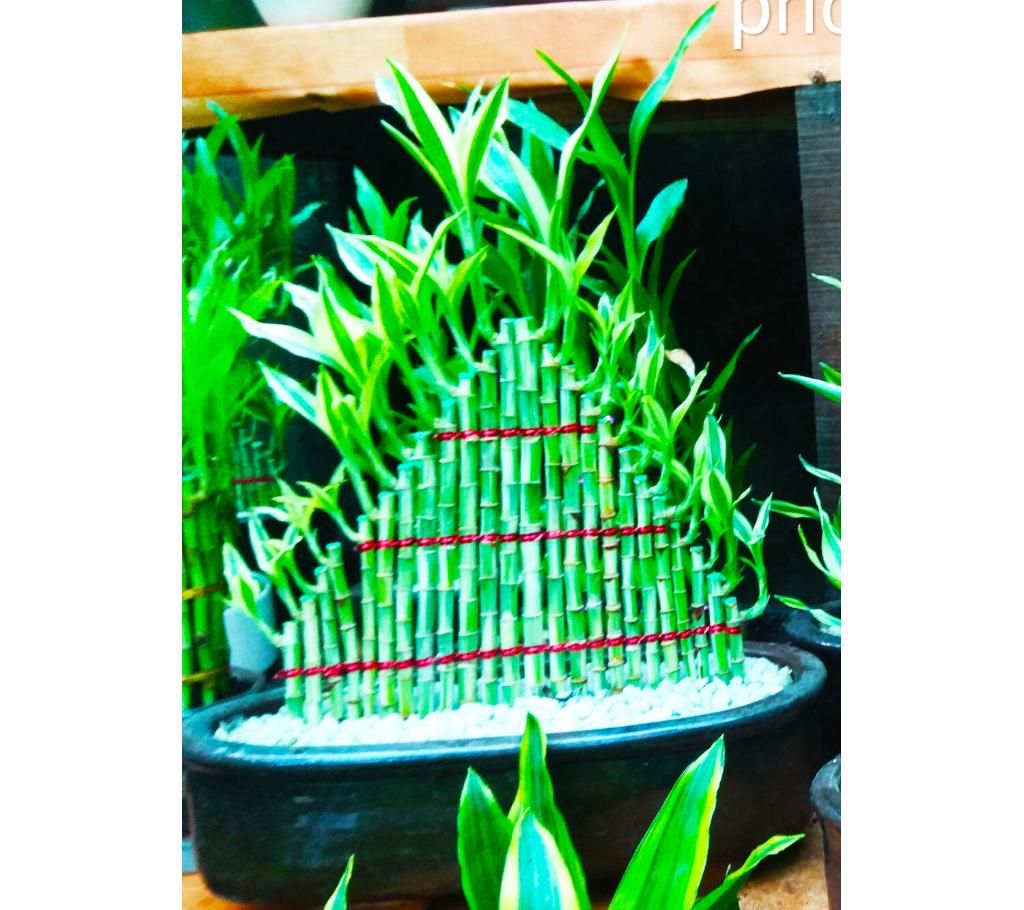 Foreign Bamboo Tree - Pyramid Shaped  