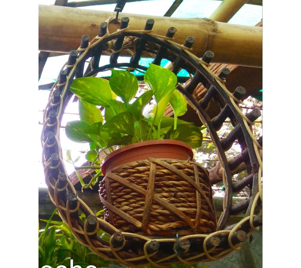 Money Plant Tree with Hanging Stand 