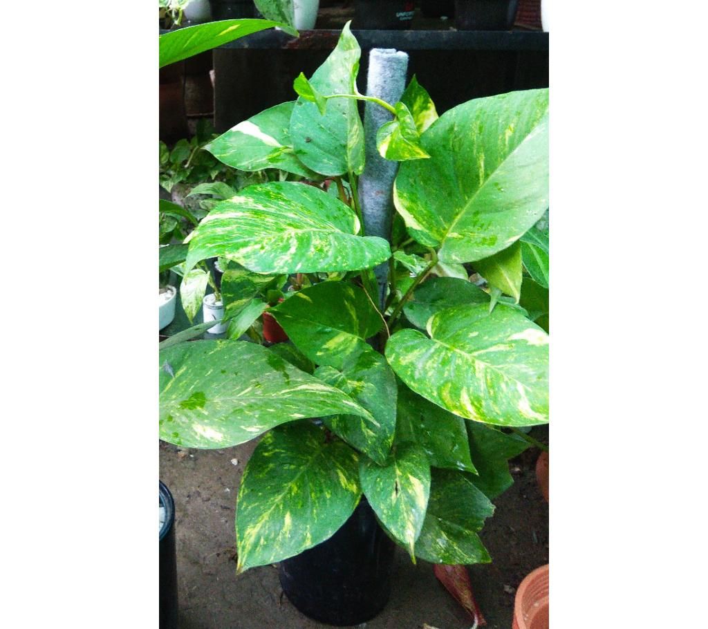 Money plant tree 
