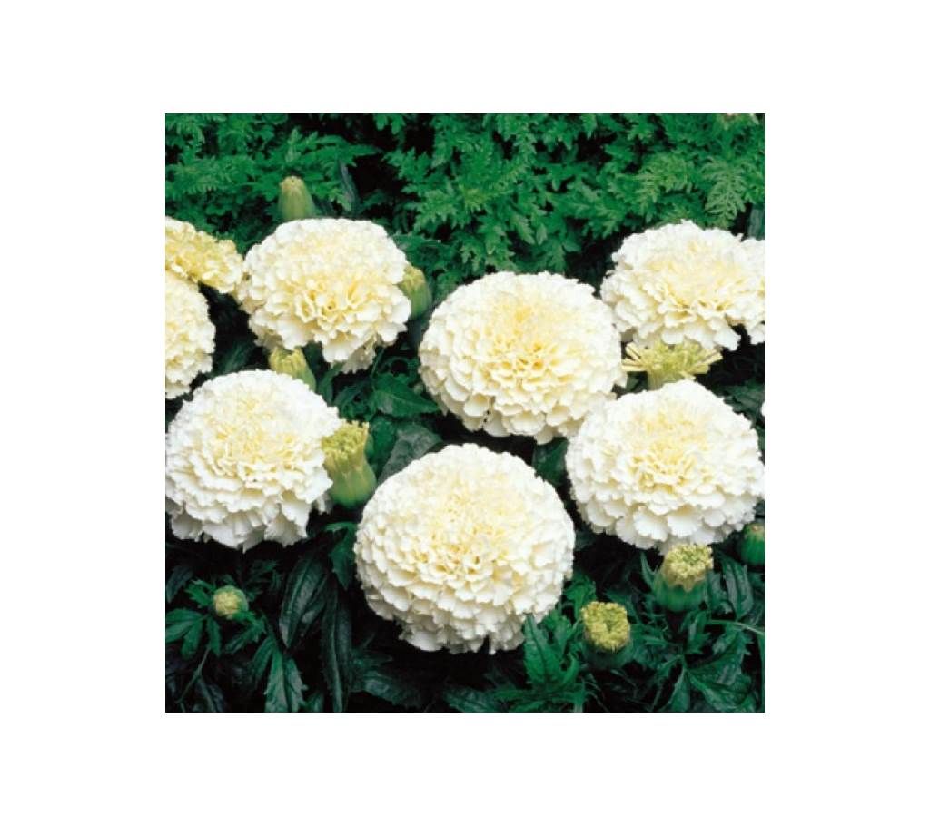 F-1 Marigold Vanilla White Seed - 1 Pack