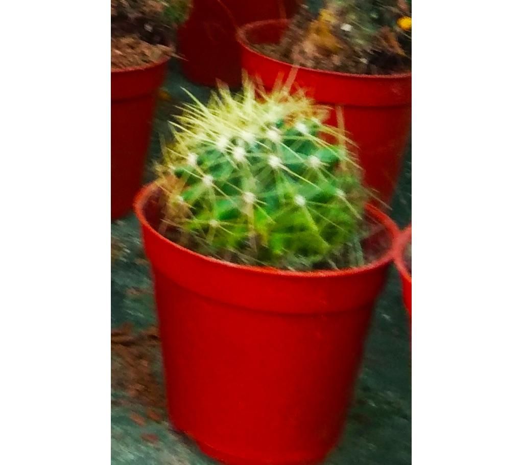 Thai Cactus tree