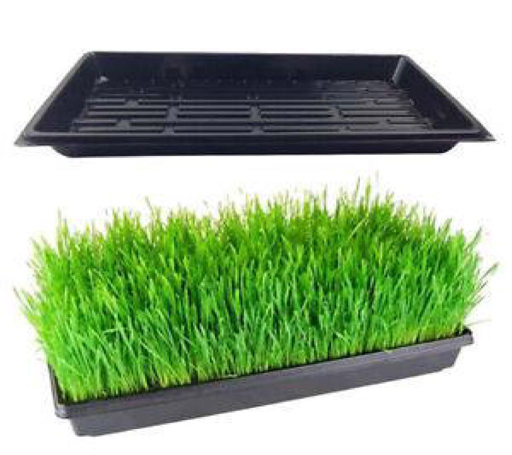 Seed Germination Trays
