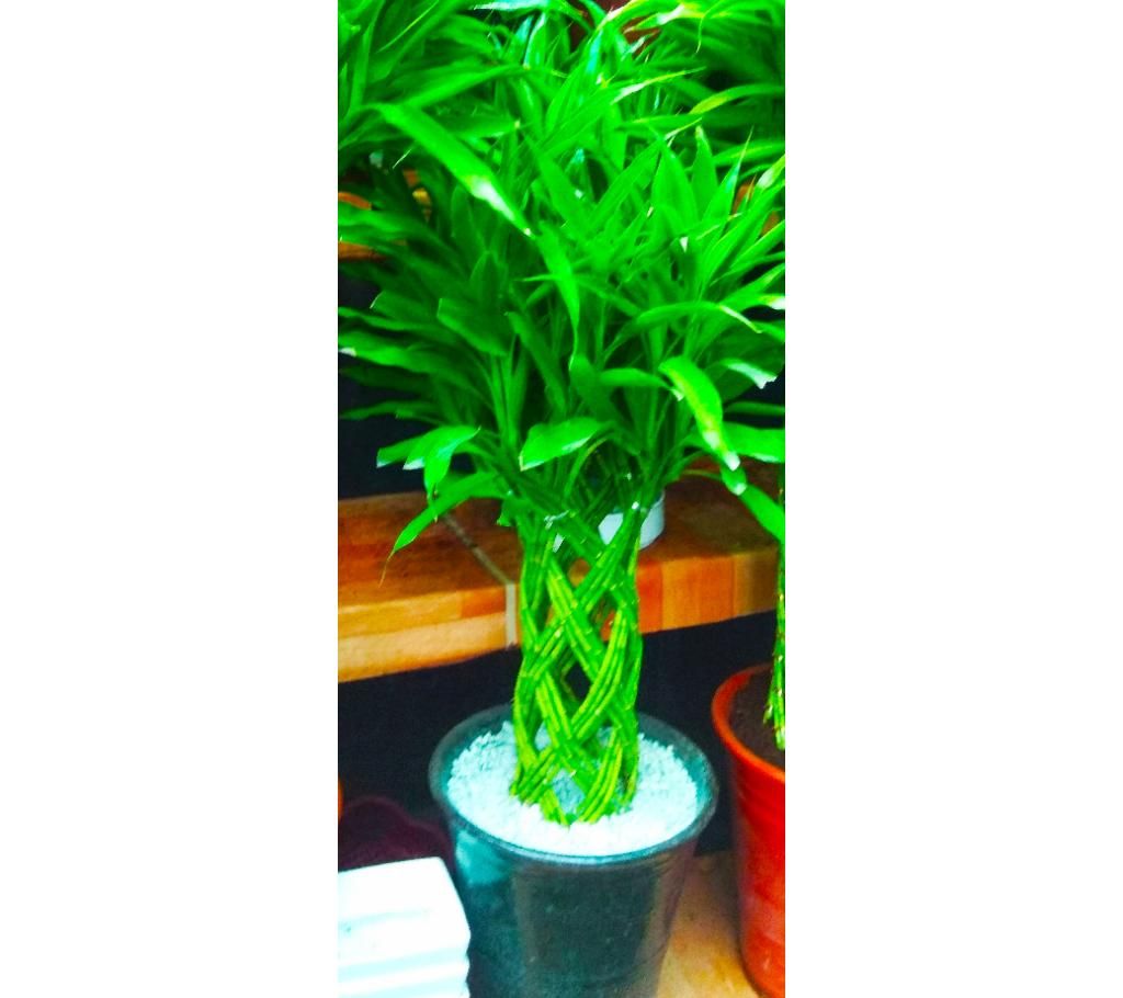 Spiral Design Lucky Bamboo Tree 