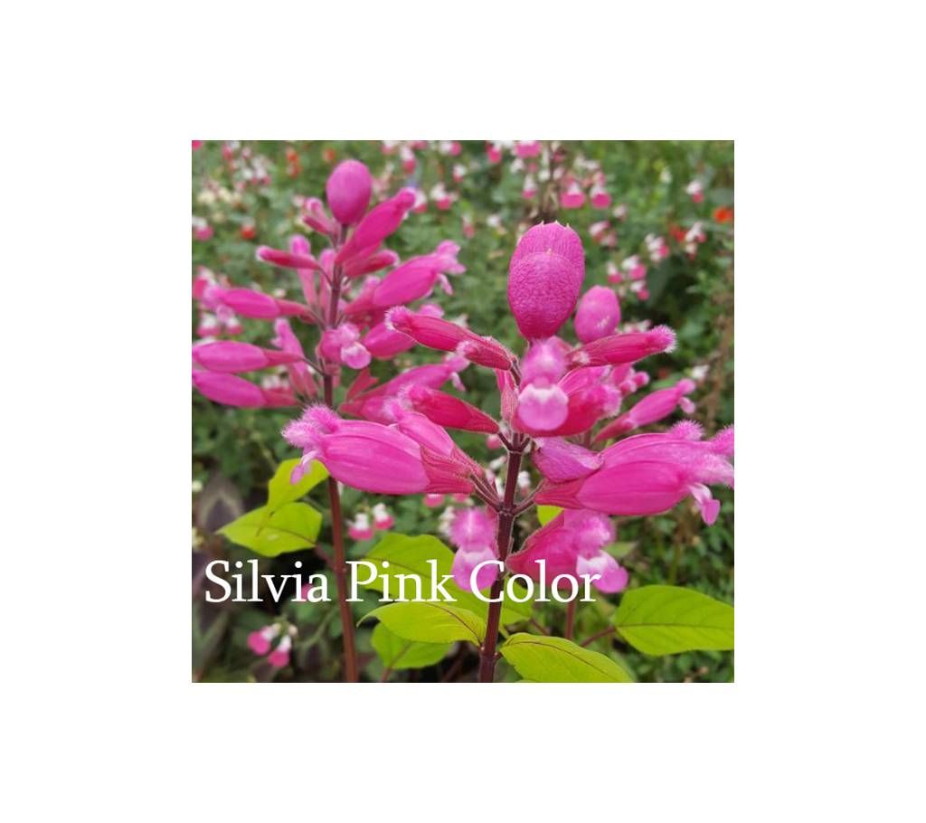 Silvia Flower Seed