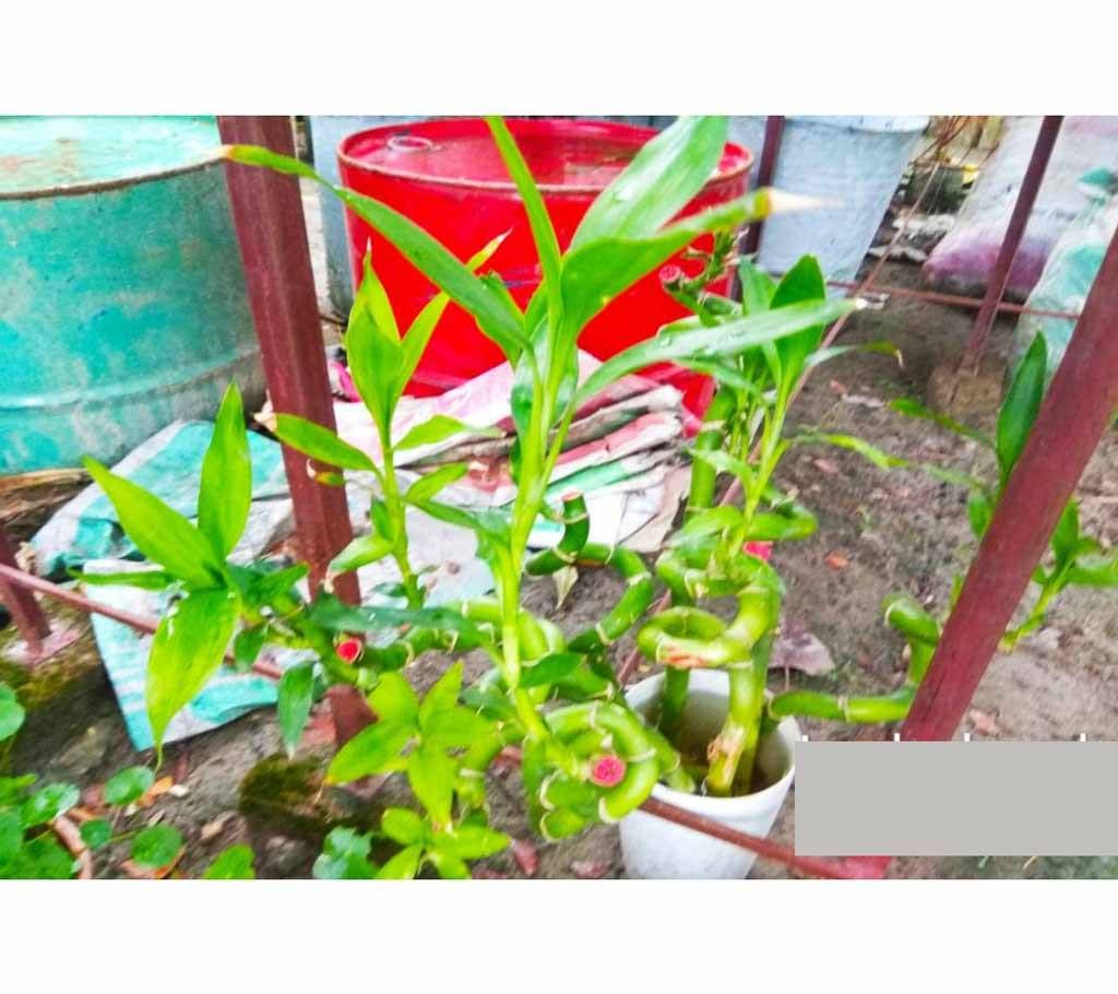 Lucky bamboo tree 