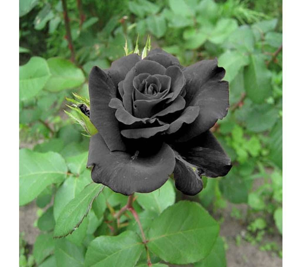 Seeds of black roses.