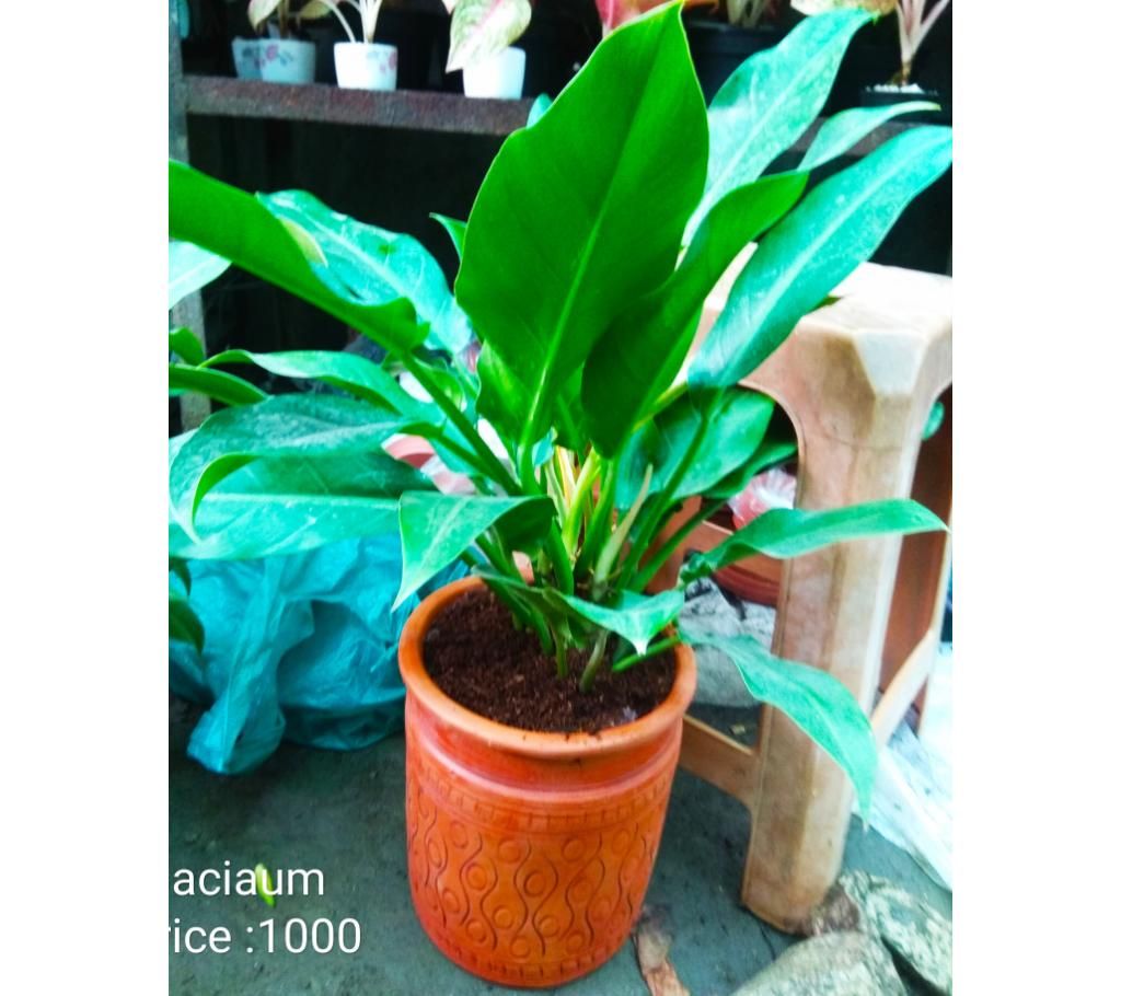 Calaciam tree 