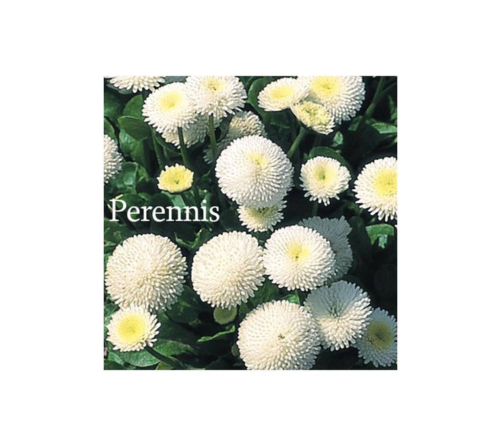 Prensis Flower Seed