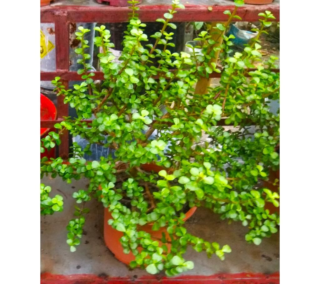 Botam tree