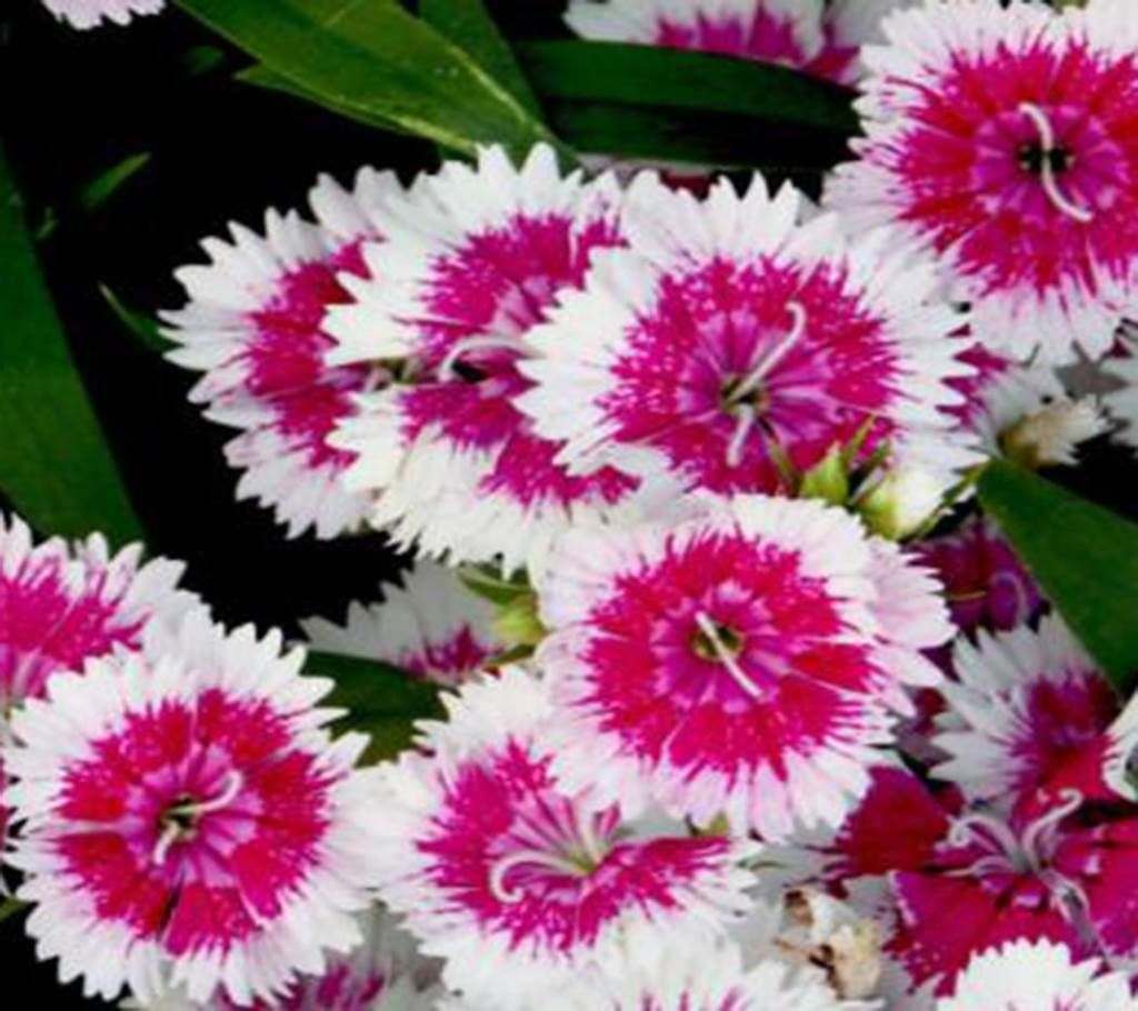 Dianthus Plumarius Flower Seed - 50 Pcs
