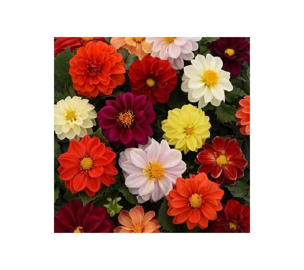 Dahlia Figaro Mixed Seeds - 50 pcs