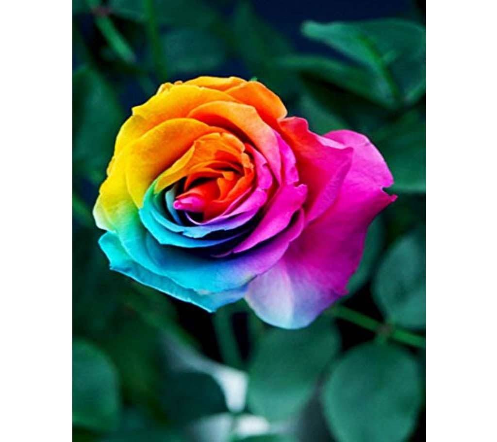 Seeds of rainbow roses