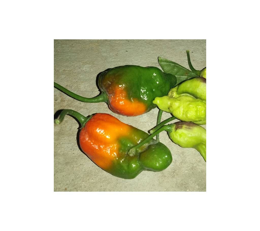 Chili Seeds
