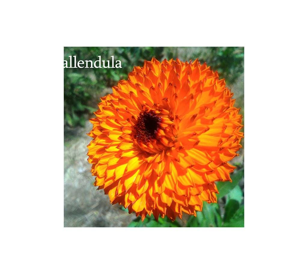 Callendula Flower Seed