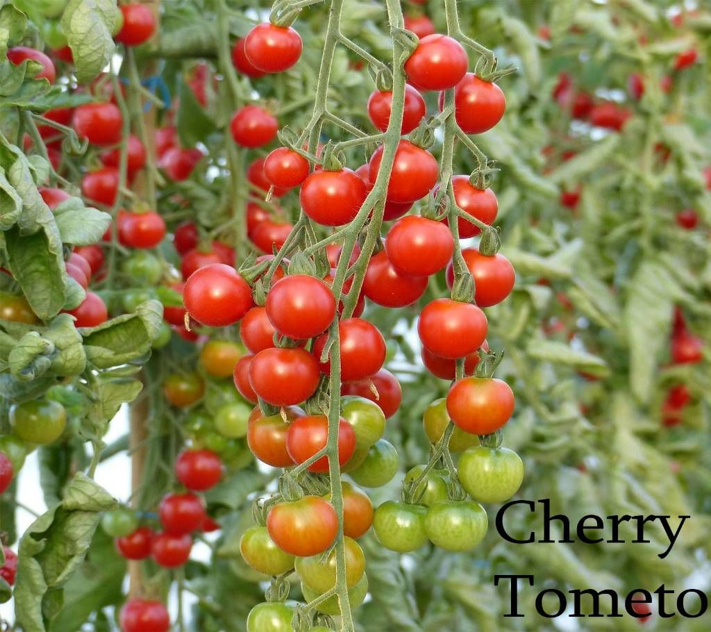 Cherry Tomato Seeds