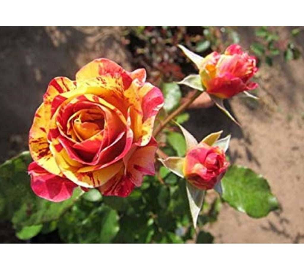 European striped rose seeds