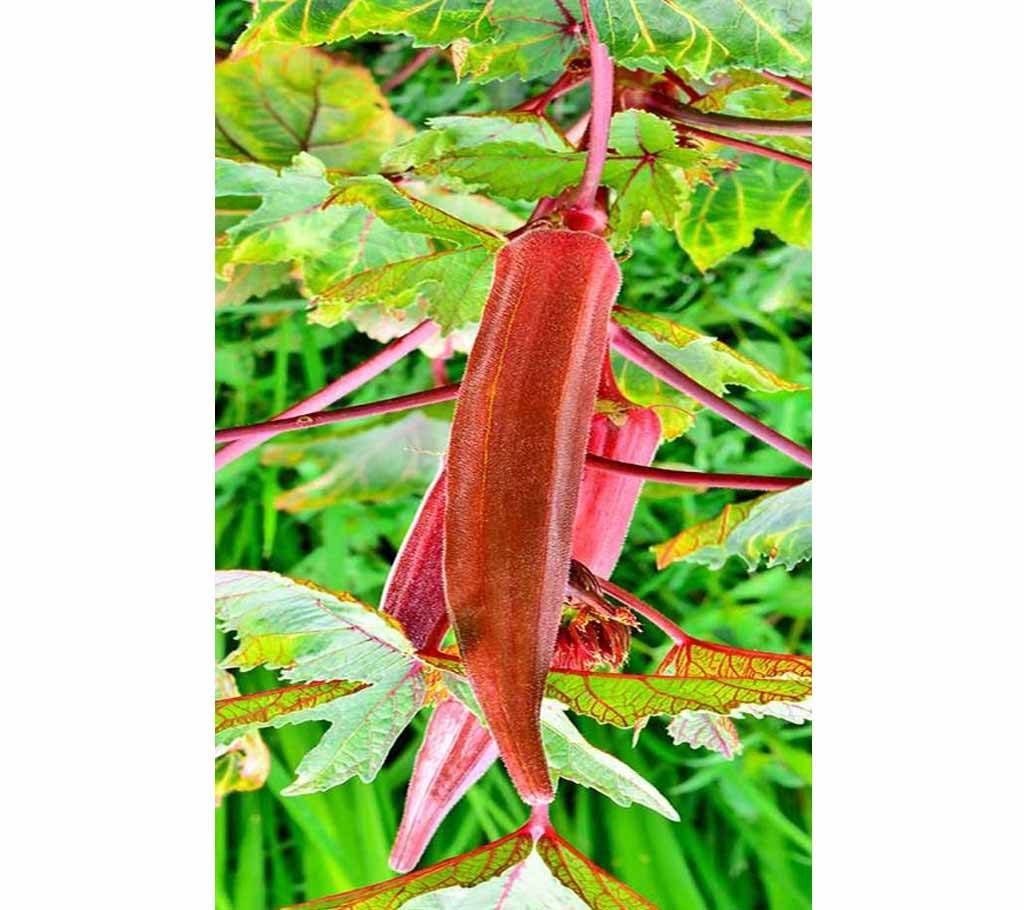 F1 Hybrid,Winter Vegetable Okra Bhindi/Lady's Finger Seeds ,Color-(Red ),Intact packet(Indian)-2 gram