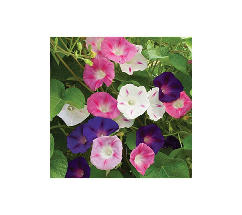 Morning Glory Flower - Seed Mix