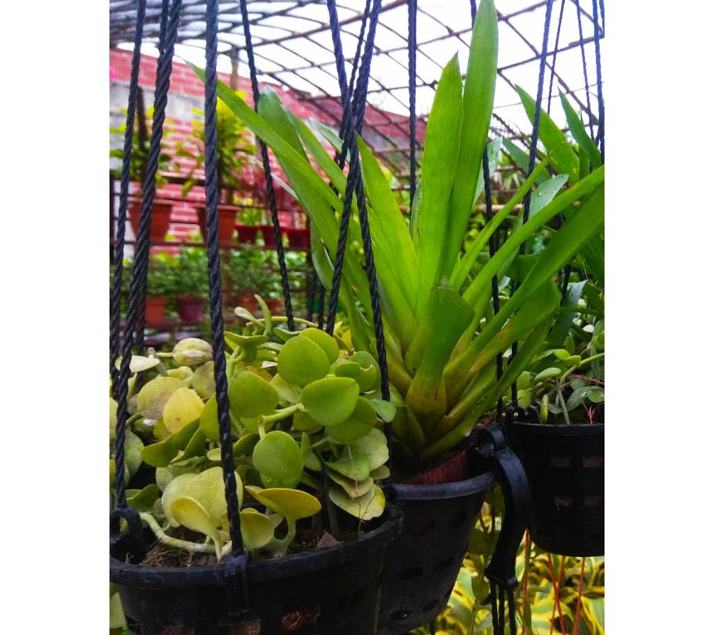 Bellcony tub plant 