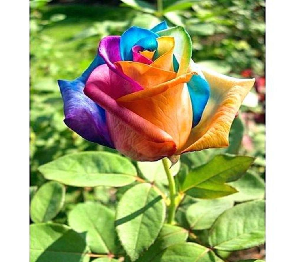 Seeds of rainbow roses. There will be 20 seeds in that packet.
