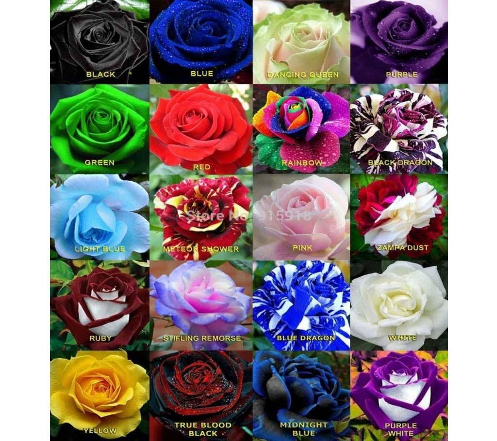 Seeds of mixed roses. That pack will contain 50 seeds.