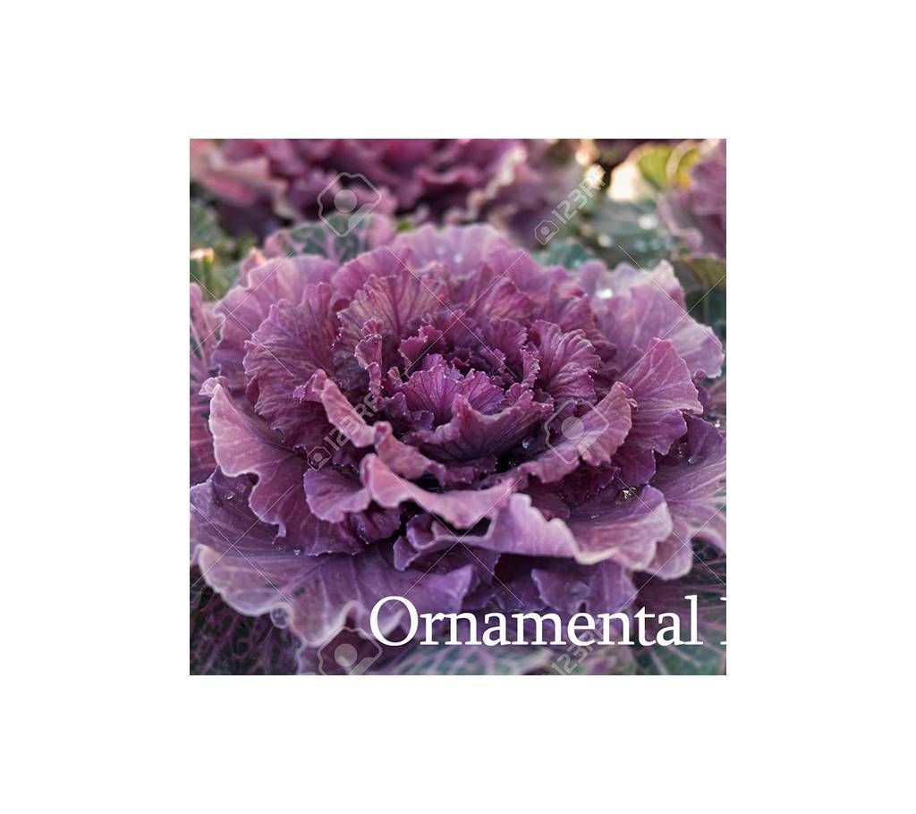 Ornamental Kali Flower Seed