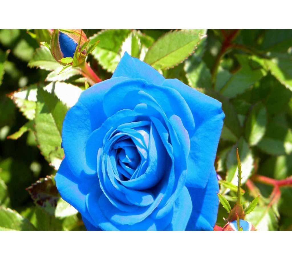 Seeds of blue roses. There will be 20 seeds in that packet.