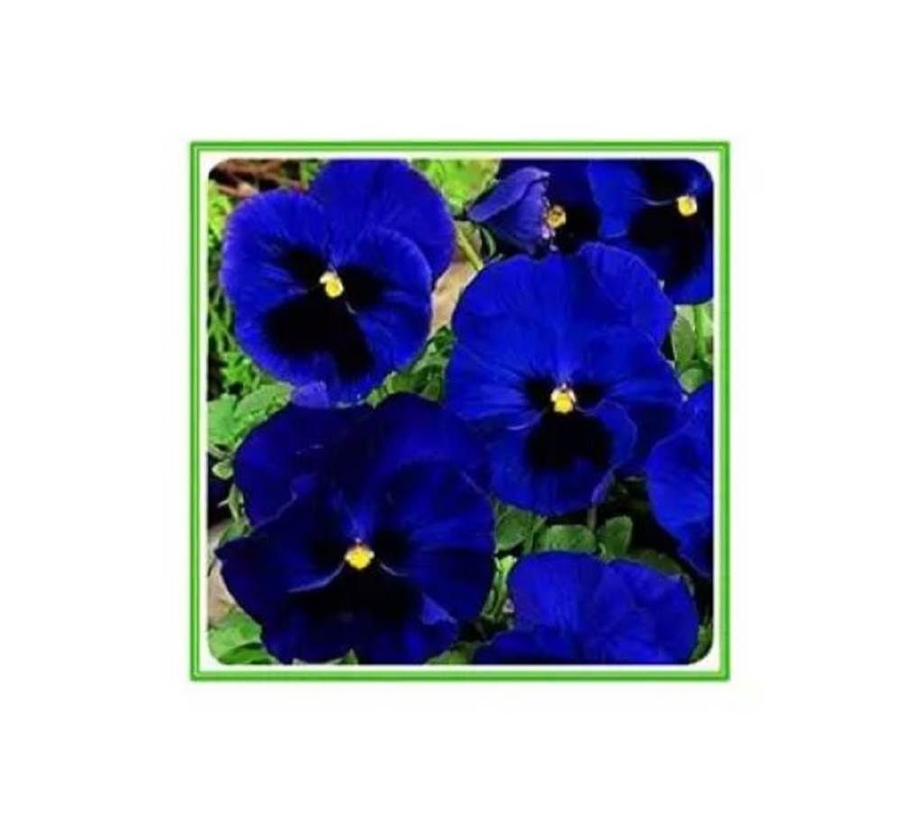 F - 1 Pansy Blue Blotch Seed - 20 Pcs