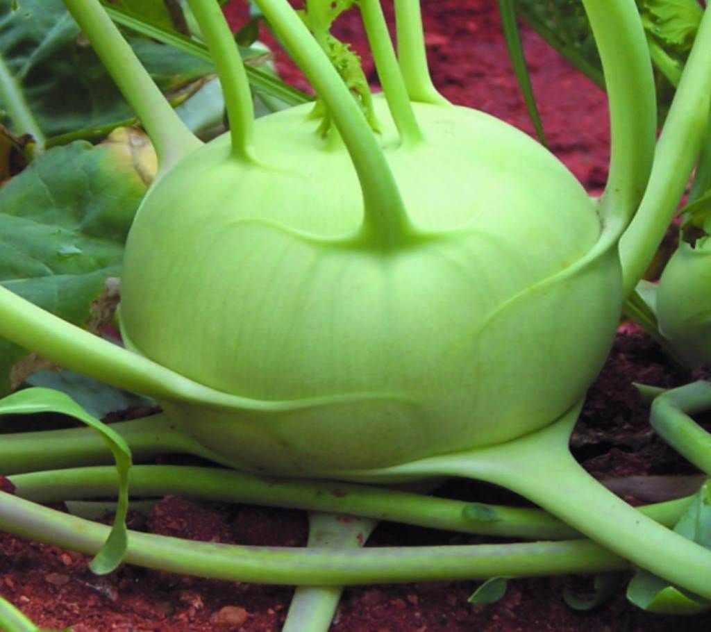 Knol Khol Early White Vienna Seed - 10 gm
