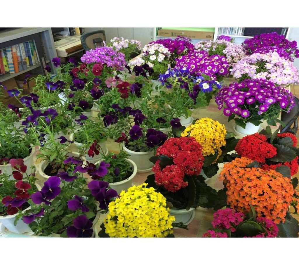 Panji Flower Seeds -10p-India