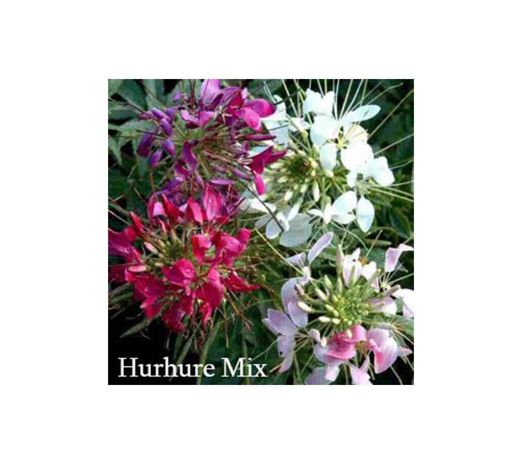 Hurhure Flower Seed