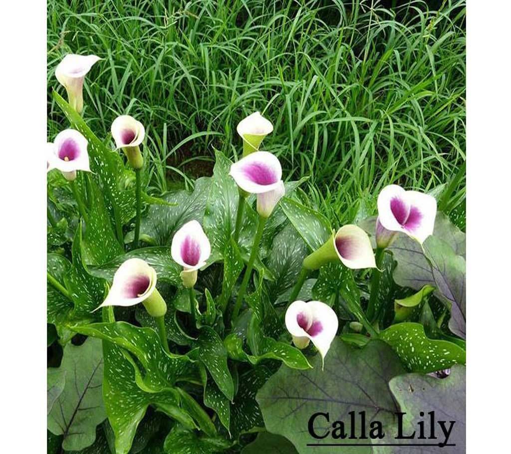 Lily Seed