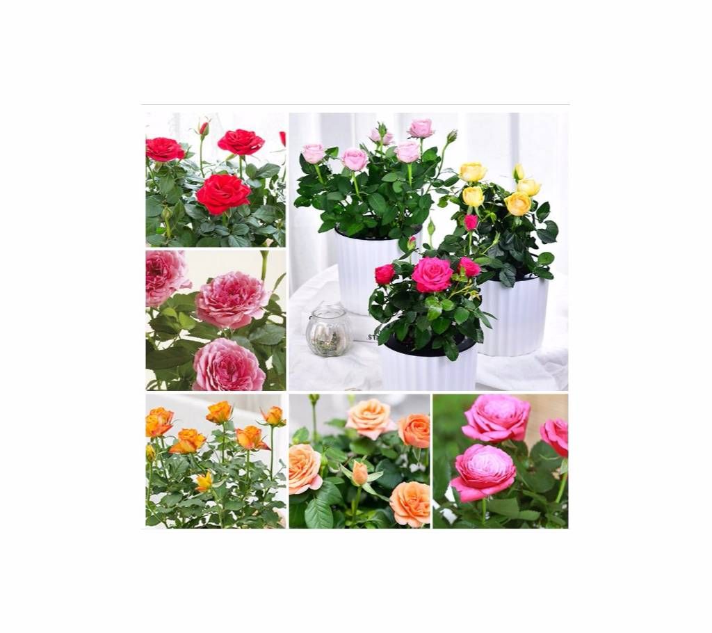 200pcs Bonsai, Different Rose Flower Lotus trees Seeds