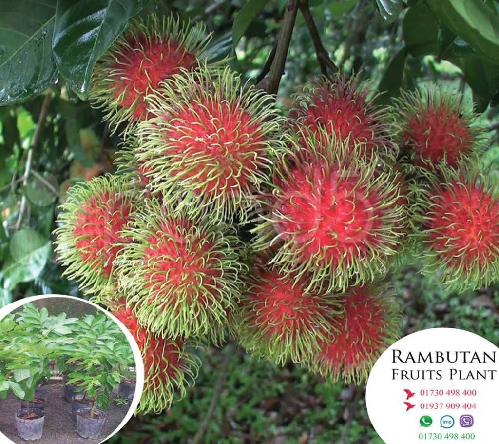 Rambutan pen sapling