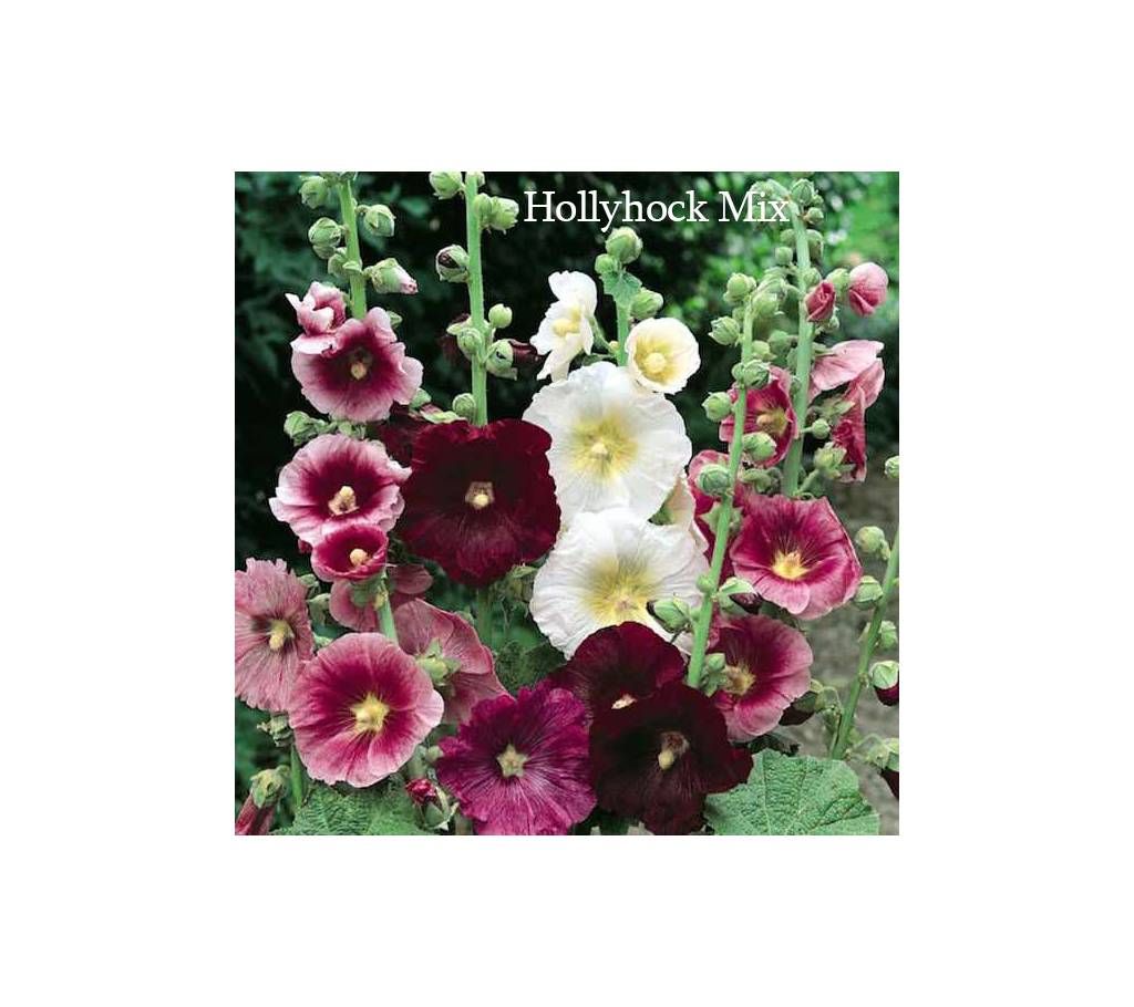 Hollyhok Flower Seed